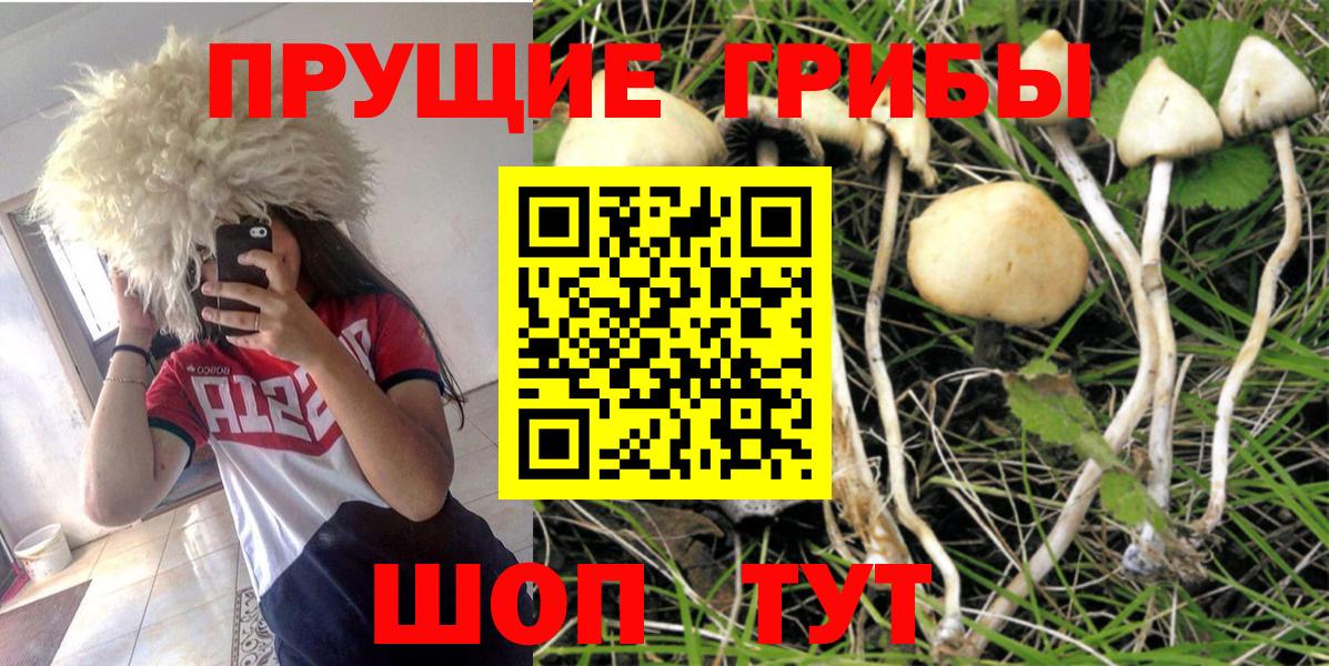 Галлюциногенные грибы Cubensis Серпухов